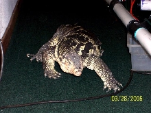 Our new  boy..