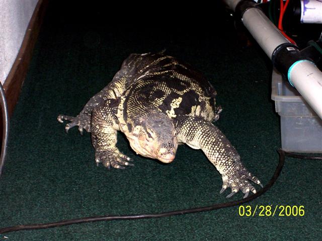 Our new  boy..