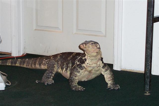 Good looker