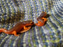 lookit how small they are!