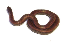 Baby californian boa?
