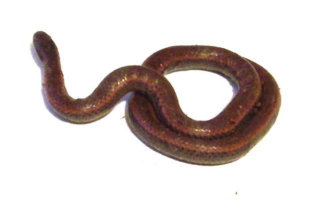 Baby californian boa?
