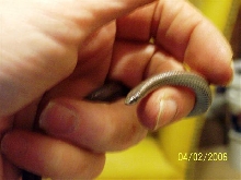 Baby  snake