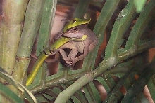No. 1 Vine eating