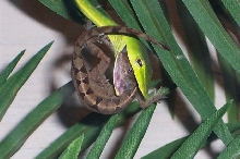 No. 7