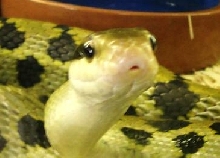 Here's me lookin' at u lookin' at me!