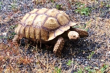 75lb.s of Carlos