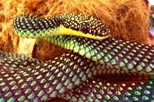 Chrysopelea paradisi