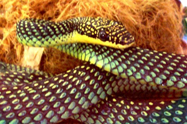 Chrysopelea paradisi