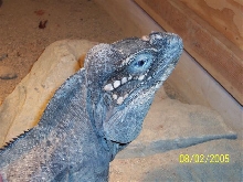 Dino