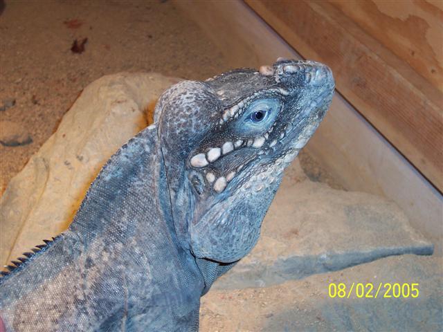Dino