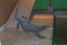 Rudy, our 6ft. Asian water monitor