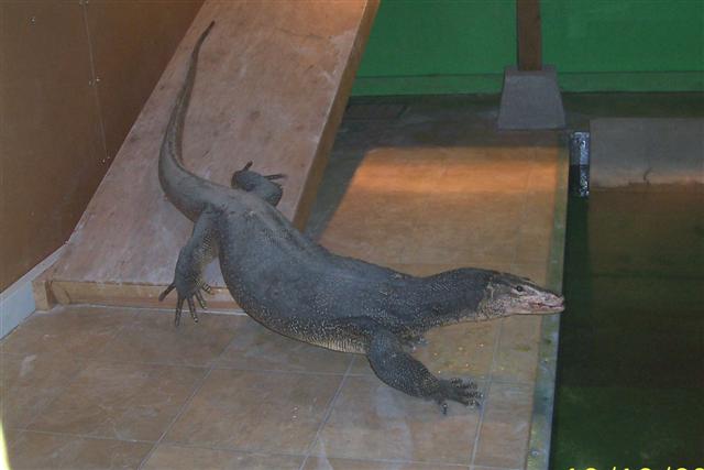 Rudy, our 6ft. Asian water monitor