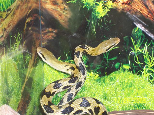 Taiwanese Beauty snakes
