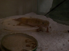 hypo female