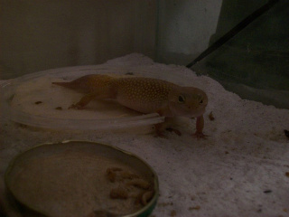 hypo female