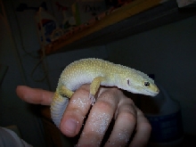 hypo female