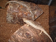 ocellated skinks