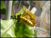Baby Gree Tree Python