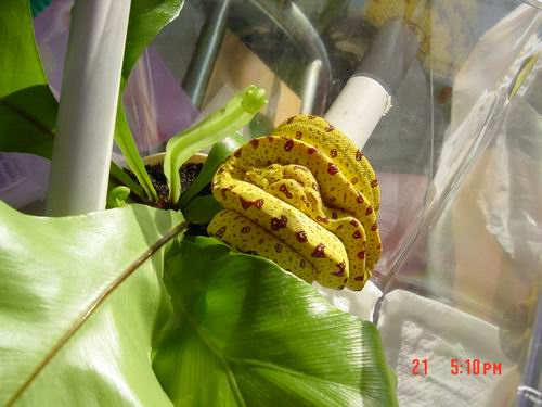 Baby Gree Tree Python