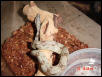 Salmon Boa