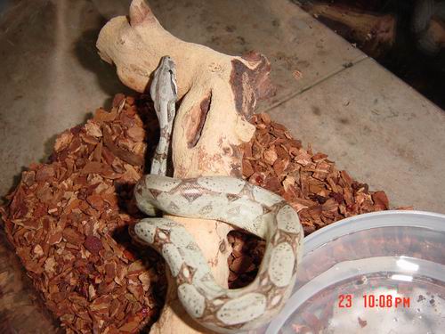 Salmon Boa