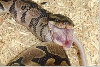 My BP Mitch