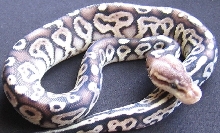 pewter male