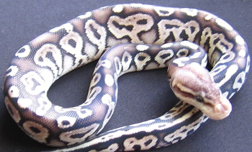 pewter male
