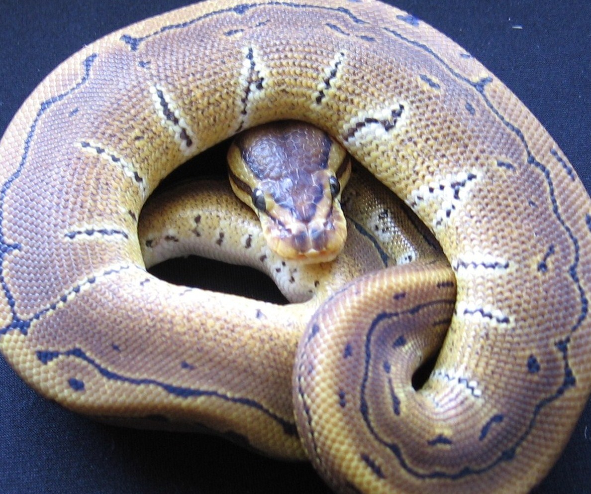 pinstripe male