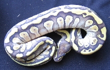 lesser female