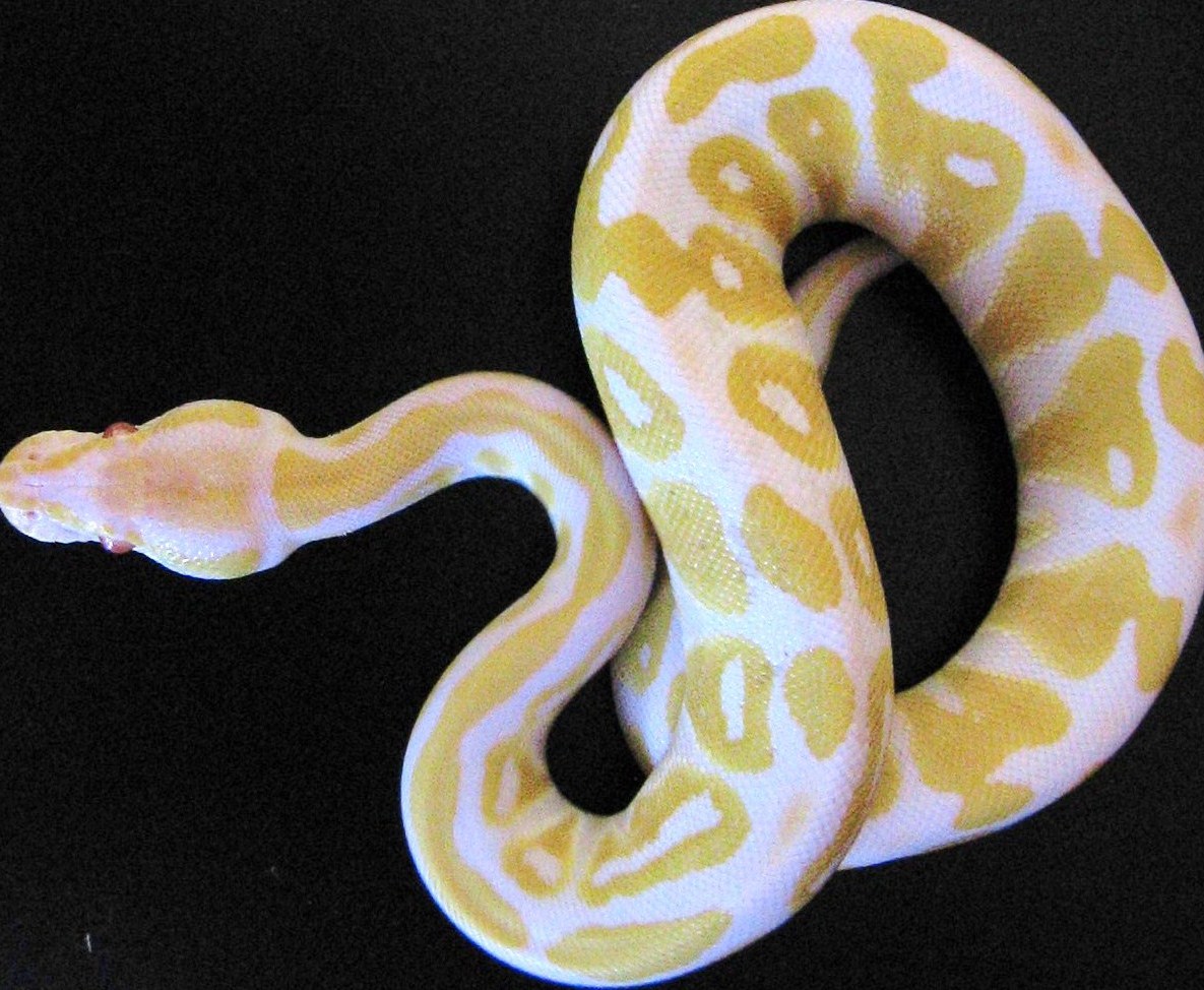 albino female