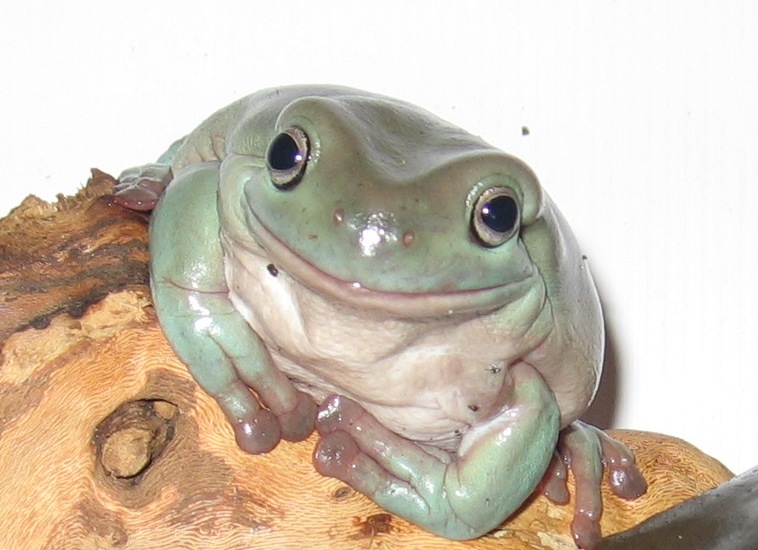 Frog close up