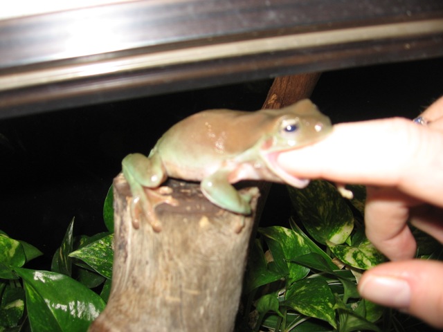Frog eat finger 2