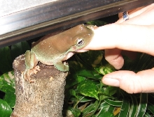 Frog eat finger