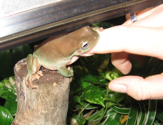 Frog eat finger