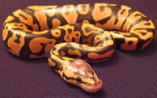 Pastel male 07 #3