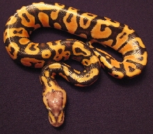 Pastel male 07 #3a