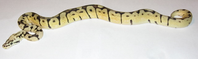bumblebee left side