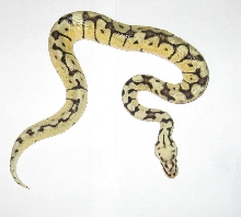 Bumblebee top view