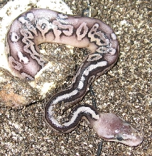 pewter fem hatching