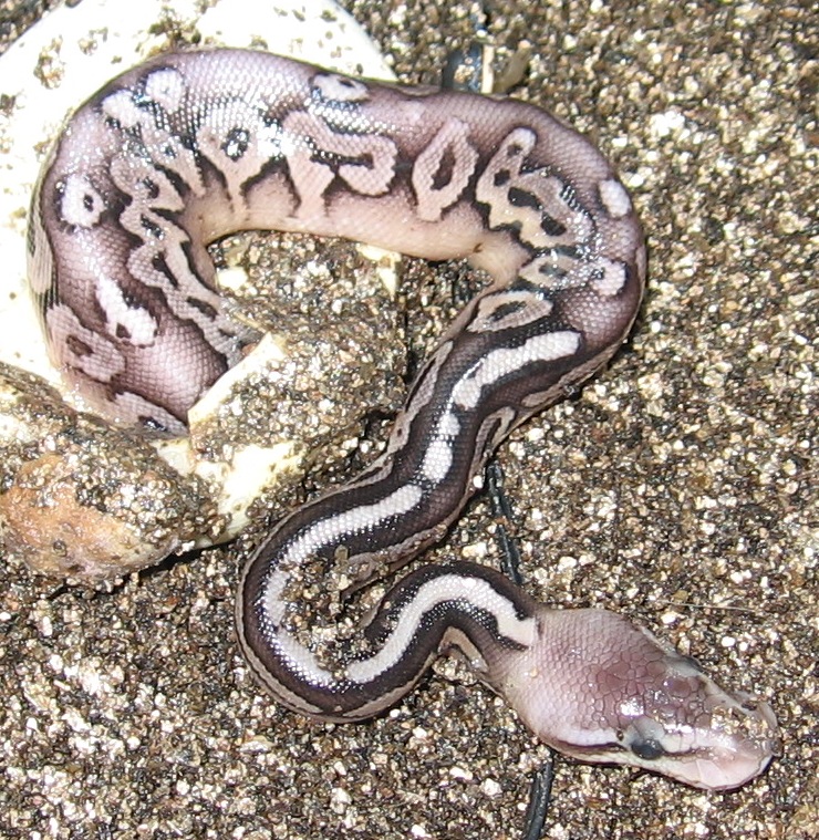 pewter fem hatching