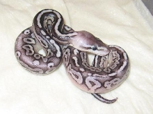 Pewter female