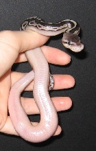 pewter fem belly
