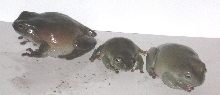 Frog trio