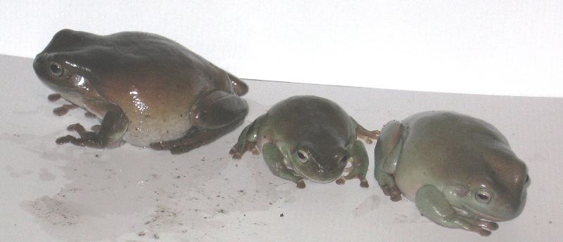 Frog trio