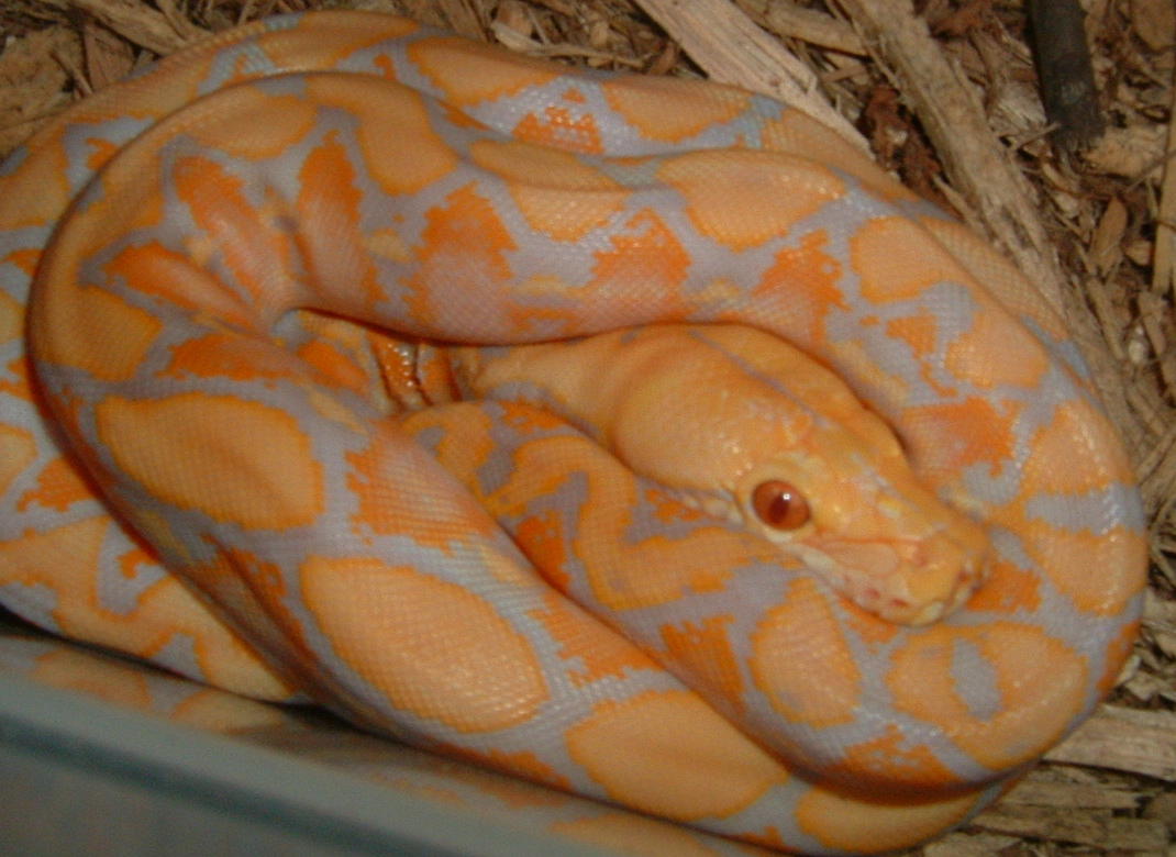 albino retic1