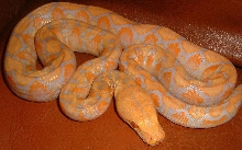albino retic2