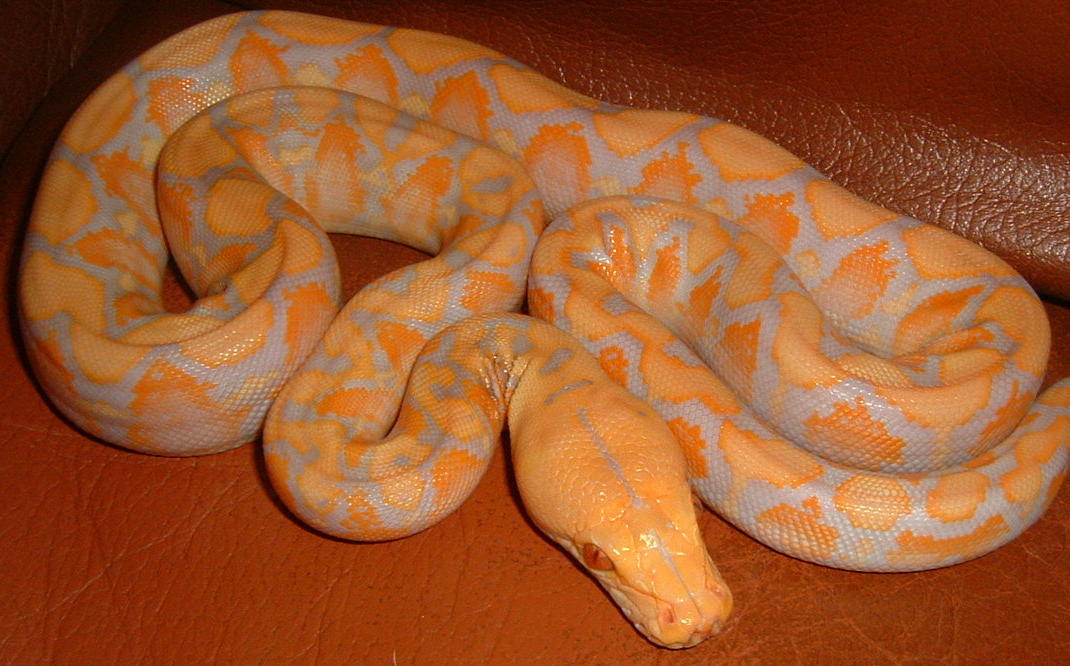 albino retic2