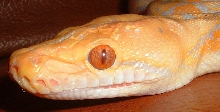 albino retic3